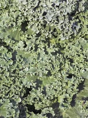 Curly kale (binomial name Brassica oleracea, Acephala cultivar group) growing in garden, summer in northern Illinois