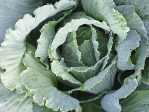 Head of cabbage (botanical name Brassica oleracea, or variant), with dewdrops, growing in summer garden
