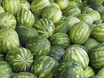 Watermelons (botanical name Citrullus lanatus) in abundance at outdoor farmers' market in Sarasota, Florida