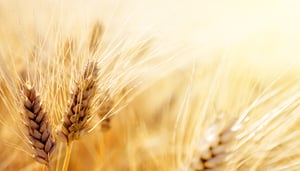 Wheat field