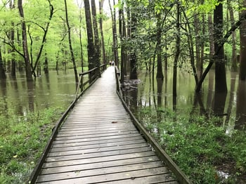 boardwalk loop trail in south carolina