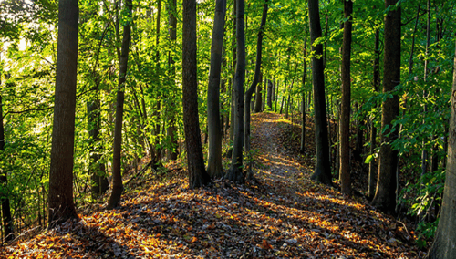 shaded nature trail in bald head island