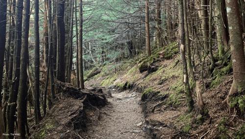 view from Mount Mitchell State Parks Challenging Hiking Route